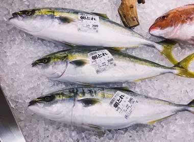 Fukuragi yellowtail from Toyama