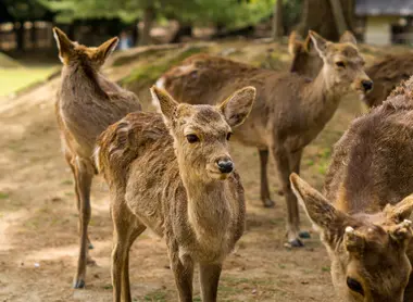 Deer in Nara