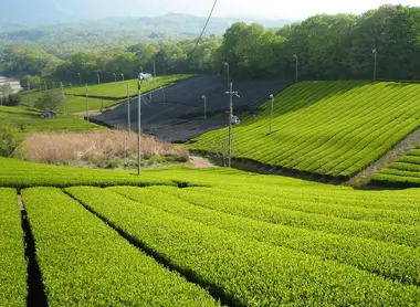uji tea fields kyoto prefecture