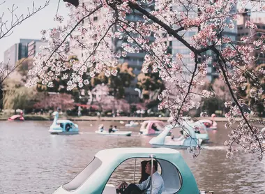 Les cerisiers du parc de Ueno