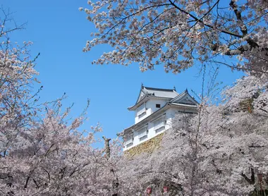 Tsuyama sous les cerisiers