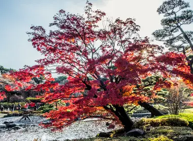 Tokyo Imperial Garden