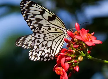 Tree Nymph Butterfly