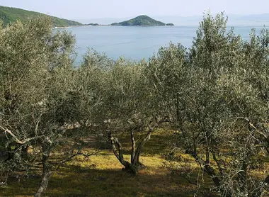 Shodoshima Olive Park