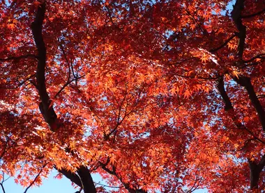Momiji at Mount Takao