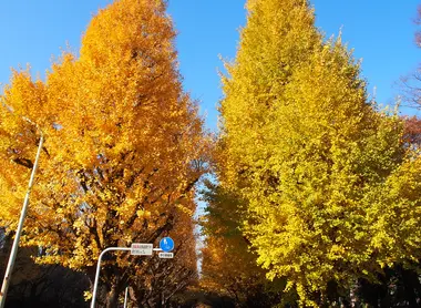 Ginkgo Avenue, Tokyo
