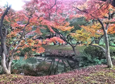 Shinjuku Gyoen in autumn