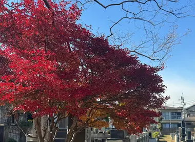 Momiji in Yanaka Cemetery
