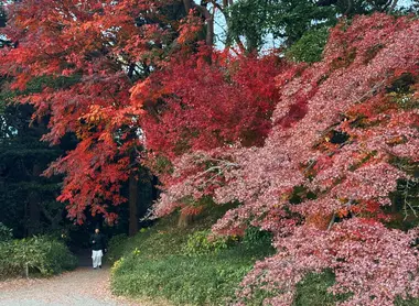 Autumn leaves at Hamarikyu