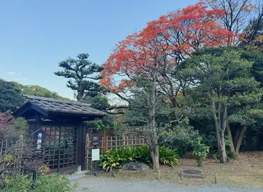 Autumn leaves at Hamarikyu
