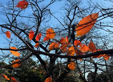 Autumn leaves in Yanaka Cemetery