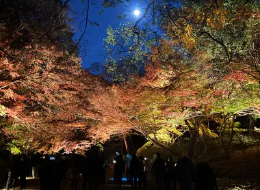Rikugien Autumn Illumination