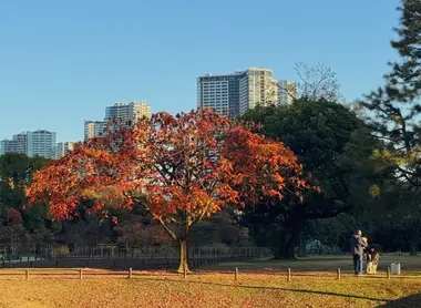 Autumn leaves at Hamarikyu