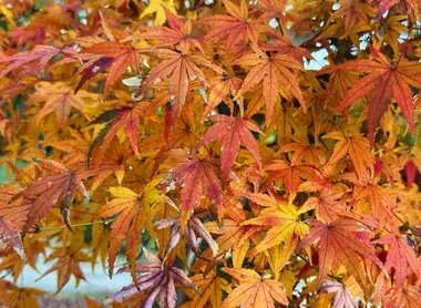 Autumn leaves at Hamarikyu