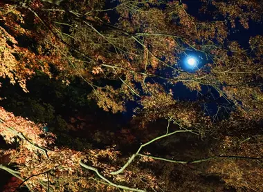 Rikugien Autumn Illumination