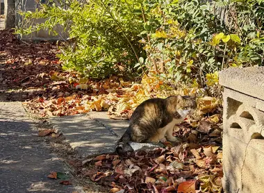 Stray cat wandering Yanaka Cemetery