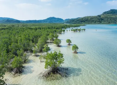 Mangrove on Iriomote
