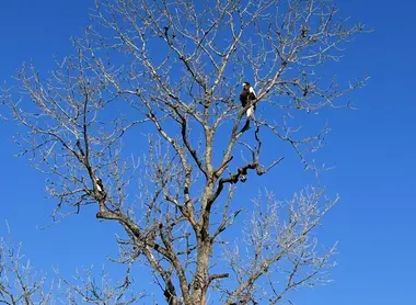 Les aigles d'Hokkaido