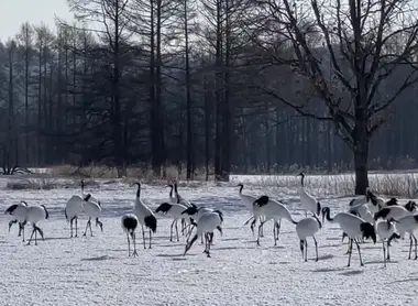 Grues d'Hokkaido