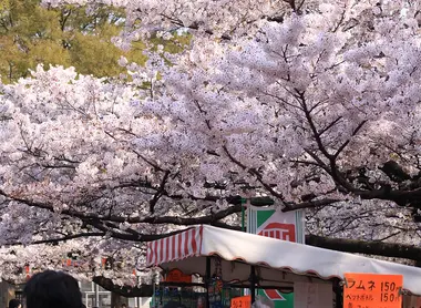 Ueno Cherry Blossom Festival
