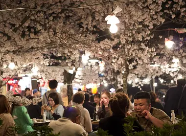 Maruyama Koen Hanami