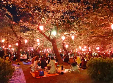 Night Hanami at Tsuruma Park 