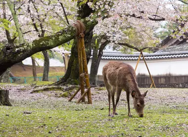 Sakura Nara-koen