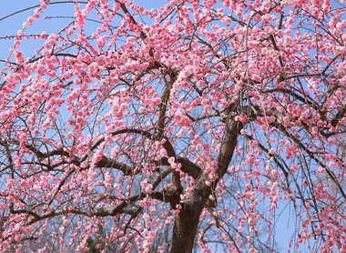 Ume Plum Blossoms