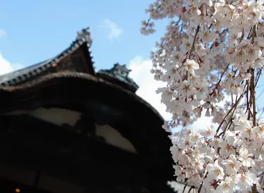 Daigo-ji Sakura
