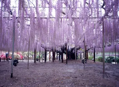 Ashikaga Great Wisteria Festival
