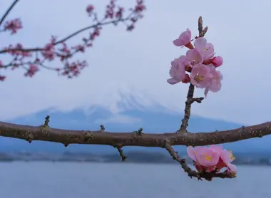 Sakura et Fuji