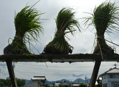Mibu no Hana Taue