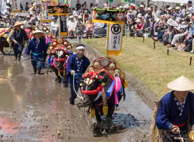 Mibu no Hana Taue