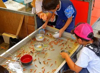 Goldfish at a festival