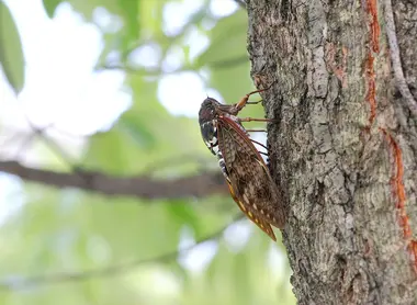 Cicada