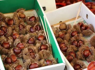Kuri chestnuts