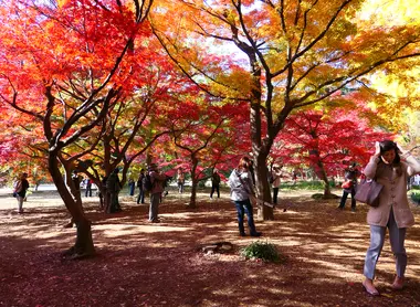 Shinjuku Gyoen 