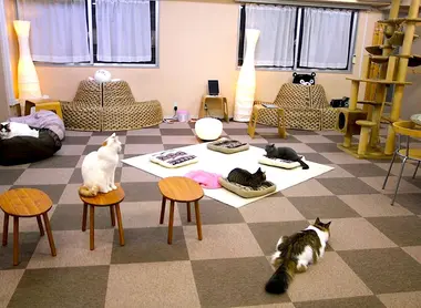 A Tokyo (Japon), de curieux bars exposent des chats (neko) pour tenir compagnie aux clients: bienvenue dans les neko café. A Tokyo (Japon), de curieux bars exposent des chats (neko) pour tenir compagnie aux clients: bienvenue dans les neko café.