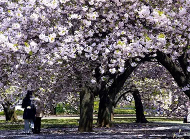 Au printemps, les 1 500 cerisiers du jardin de Shinjuku se parent de millions de pétales.  Au printemps, les 1 500 cerisiers du jardin de Shinjuku se parent de millions de pétales de cerisiers.