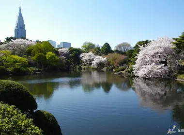 Particulièrement apprécié, le jardin de Shinjuku attire les japonais, les touristes et les photographes pendant toute la fleuraison des cerisiers.