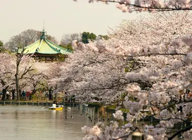 Cherry Tress of Ueno Park Cherry Tress of Ueno Park