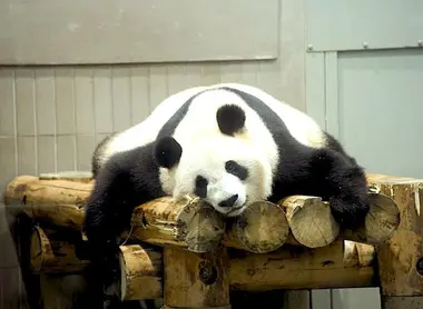 Panda, symbol of Ueno zoo.