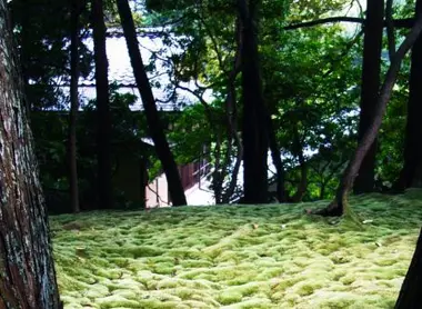 Tempio Kokedera