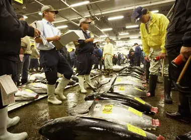 La célèbre vente aux enchères de thons rouges est le moment le plus important du marché de Tsukiji.