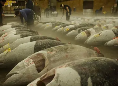Situé à Roppongi, le marché de Tsukiji est le plus grand marché aux poissons du monde.