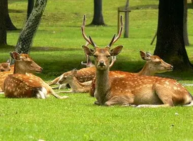 Ciervos del parque de Nara. Ciervos del parque de Nara.