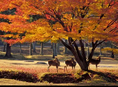 El parque de Nara en otoño. El parque de Nara en otoño.
