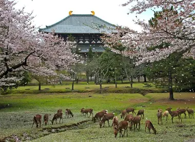 Los ciervos del parque de Nara bajo los cerezos en flor. Los ciervos del parque de Nara bajo los cerezos en flor.