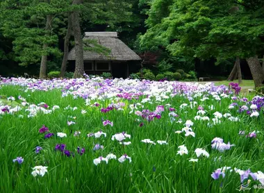 The Koishikawa Koraku-is the oldest garden in Tokyo.
