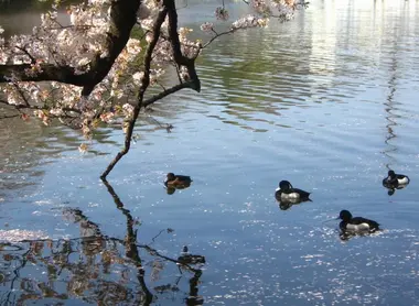 I trentotto ettari di Inokashira Onshi Koen costituiscono un luogo particolare per passeggiare e rilassarsi.